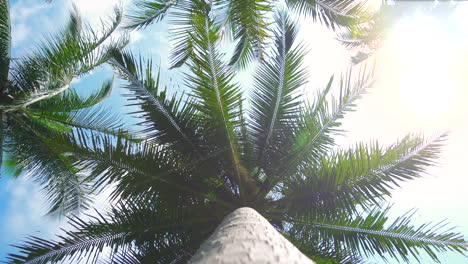 Bottom-up-view-of-the-palm-branches-leaves-moving-in-the-wind-against-the-blue-sky-and-sunlight