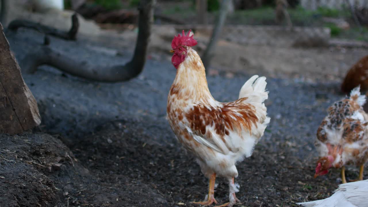 aves domésticas en la cría de pollo. cría de aves de corral en el pueblo