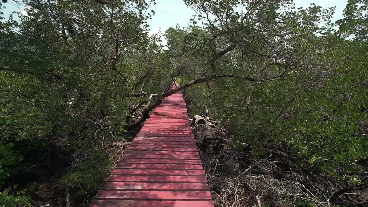 antiguo bosque de manglares con un tablero rojo a pie para el turismo ecológico