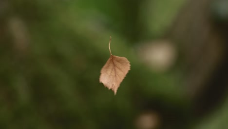 a leaf hanging on a spider web