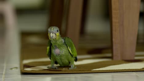 green yellow baby parrot of 2 months walking on mat, looking around curious