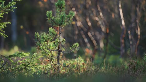 a young pine tree stands tall amidst the vibrant colors of the autumn landscape