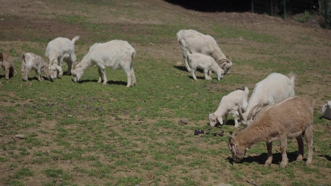 Gruppo di capre al pascolo in un pascolo soleggiato