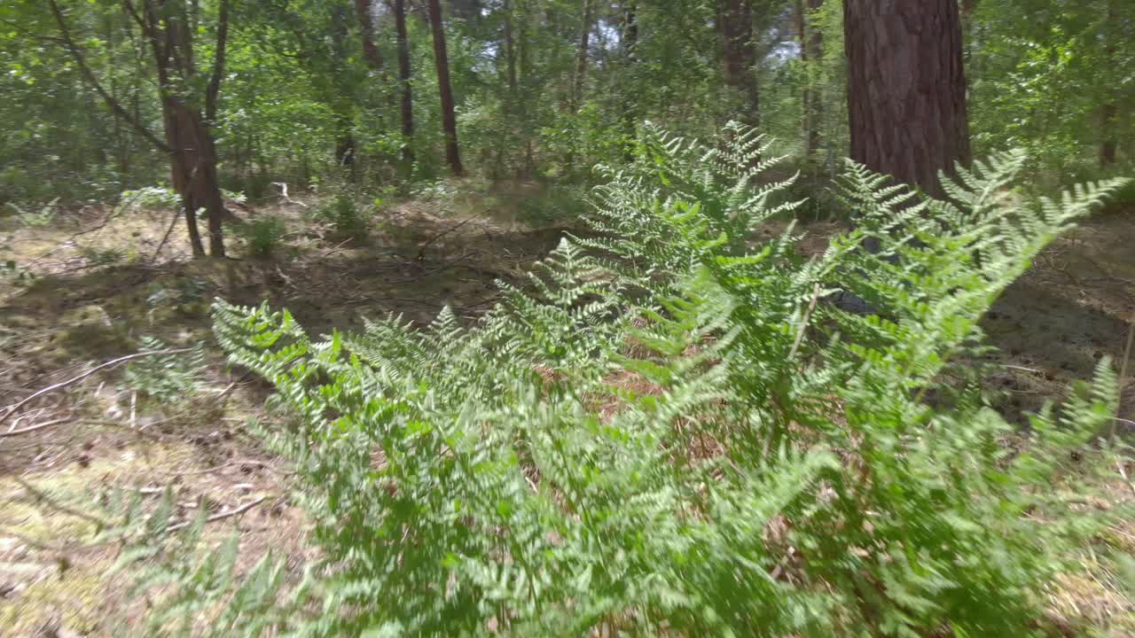Drone flies close to ground in forrest with pine trees and ferns