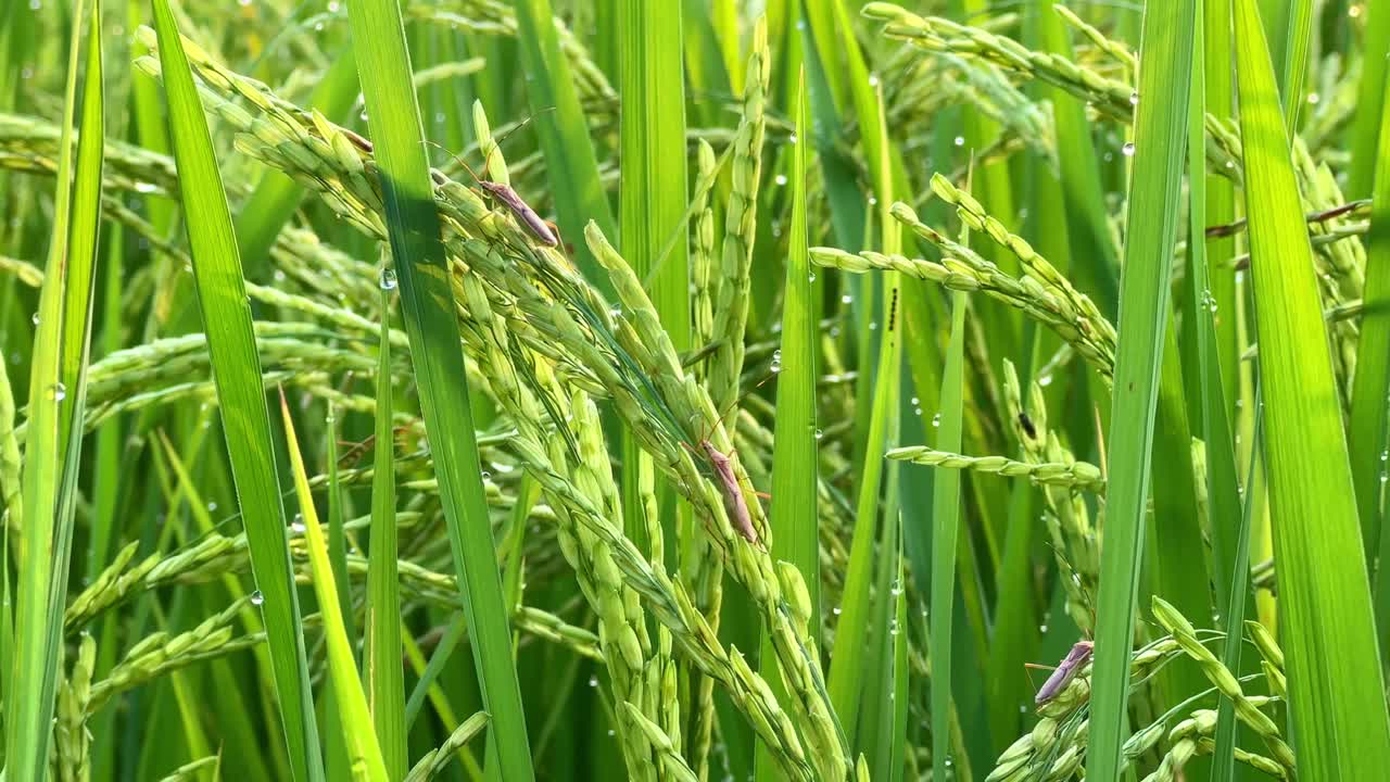 Paddy plants with green grains are infested with brown insect pests.