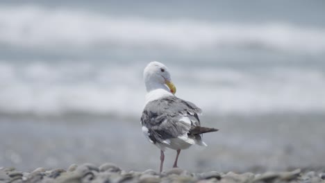 seagull cleans feathers on beach in slow motion 4k medium shot