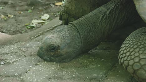 giant tortoise in prison island zanzibar, tanzania - close up