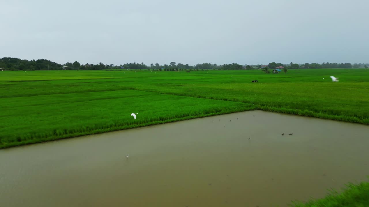 Drone shot shows rice paddies with a central pond and a white bird flying low, framed by scattered trees and cloudy skies