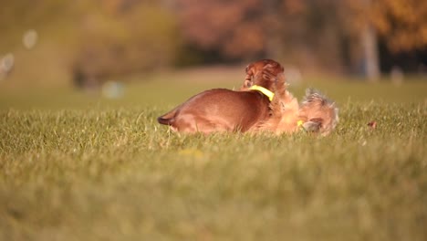 Dramatic-Closeup-in-Slow-Motion:-Dachshund-Engaging-in-a-Playful-Scuffle-with-Another-Dog-Amidst-the-Lush-Greenery-of-a-Munich-City-Park,-Capturing-the-Essence-of-Canine-Interactions