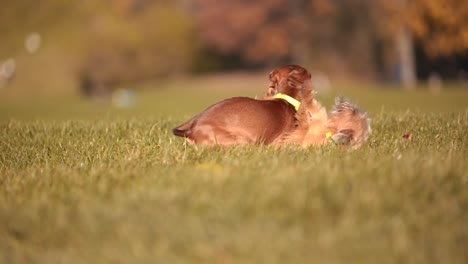 dramatic closeup in slow motion: dachshund engaging in a playful scuffle with another dog amidst the lush greenery of a munich city park, capturing the essence of canine interactions