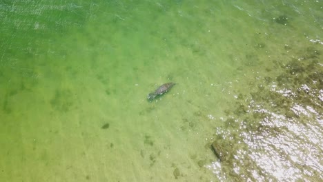 manatee swimming in clear ocean water in florida and breathing air