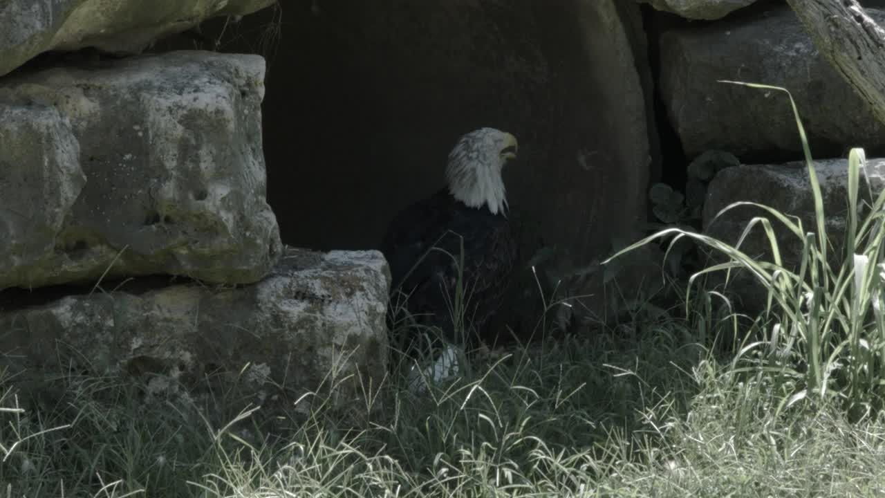 A profile view of a bald eagle sitting at the entrance of a tunnel