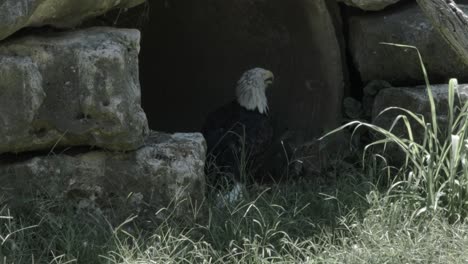 una vista de perfil de un águila calva sentada en la entrada de un túnel