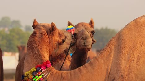 camellos en cámara lenta en la feria de pushkar, también llamada feria de camellos de pushkar o localmente como kartik mela es una feria anual de varios días de ganado y cultural que se celebra en la ciudad de pushkar rajasthan, india.