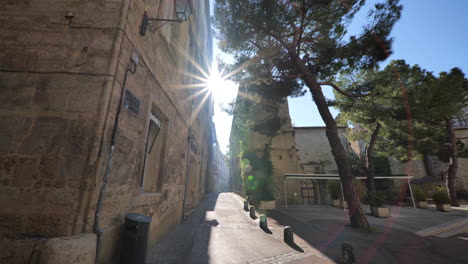 sunlight pine trees in the city of montpellier empty streets