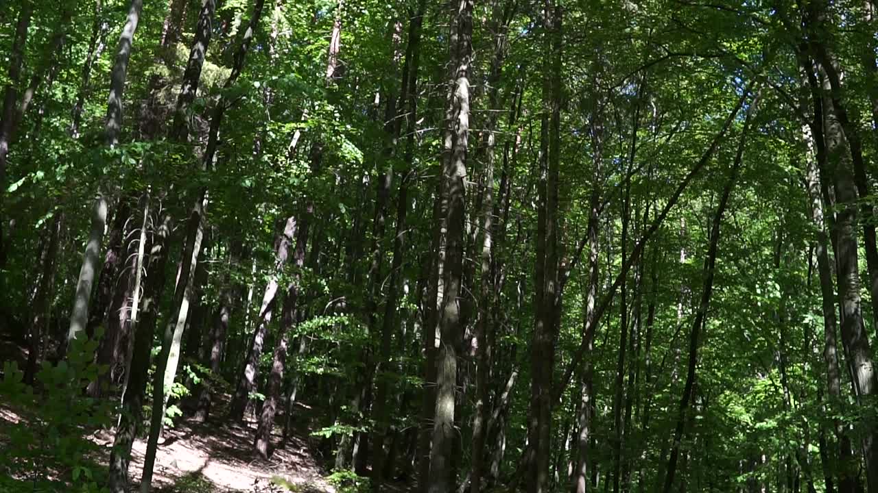 魔法滑梯在森林中