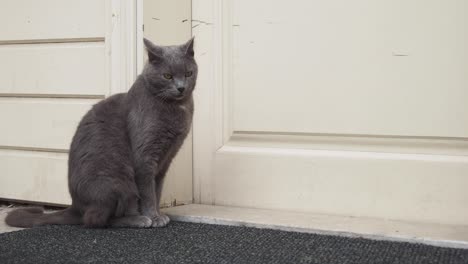 gray cat sitting by a white door