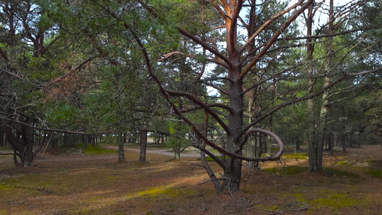 Toma panorámica de un gran pino con ramas retorcidas en una arboleda abierta. Sendero al fondo que lleva a la playa cercana en Vääna Jõesuu, Estonia. Ramas largas se extienden hacia afuera con agujas perennes.