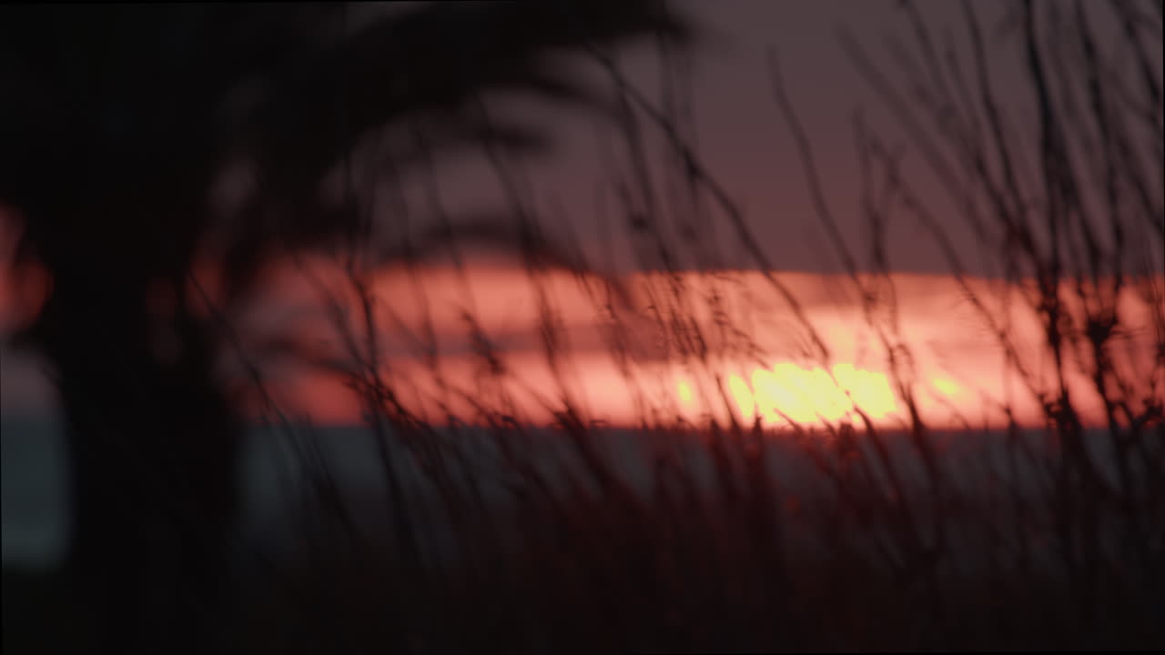 나무 와 함께 바다 위 에 해 가 지는 것