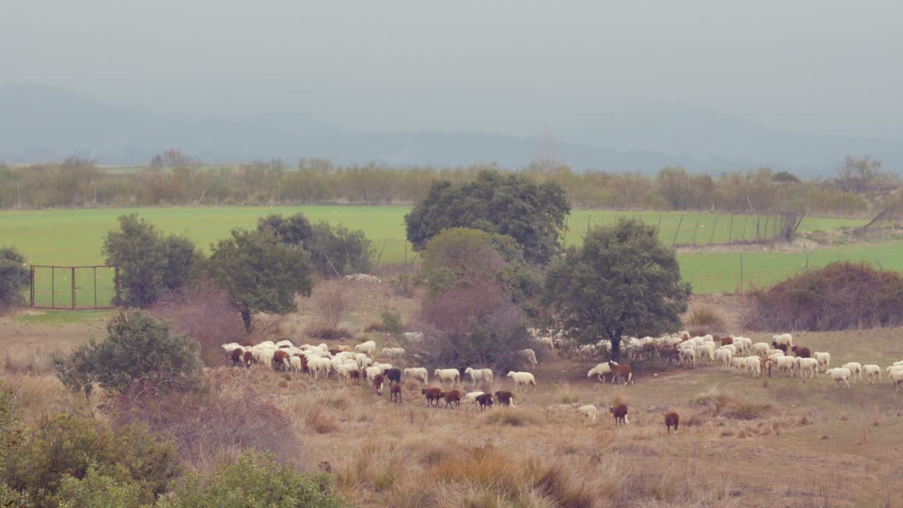 Un Gregge di Pecore che si Muove verso Sinistra tra gli Alberi in una Mattina Nebbiosa