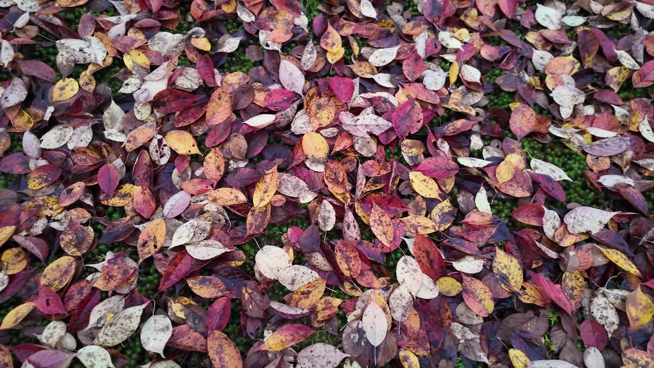 Fallen leaves in vibrant autumnal hues form a colorful carpet over a lush bed of green moss, creating a stunning natural scene