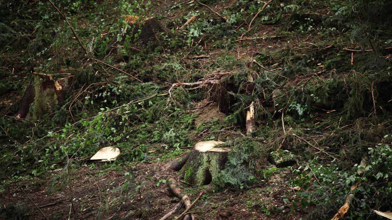 troncos de árboles de troncos recién cortados en la ladera, ambiente de mal humor nublado con espacio para el texto