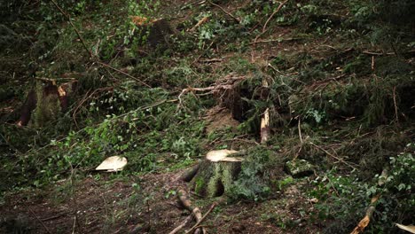 Tree-stumps-from-fresh-cut-logs-on-hillside,-overcast-moody-vibe-with-space-for-text