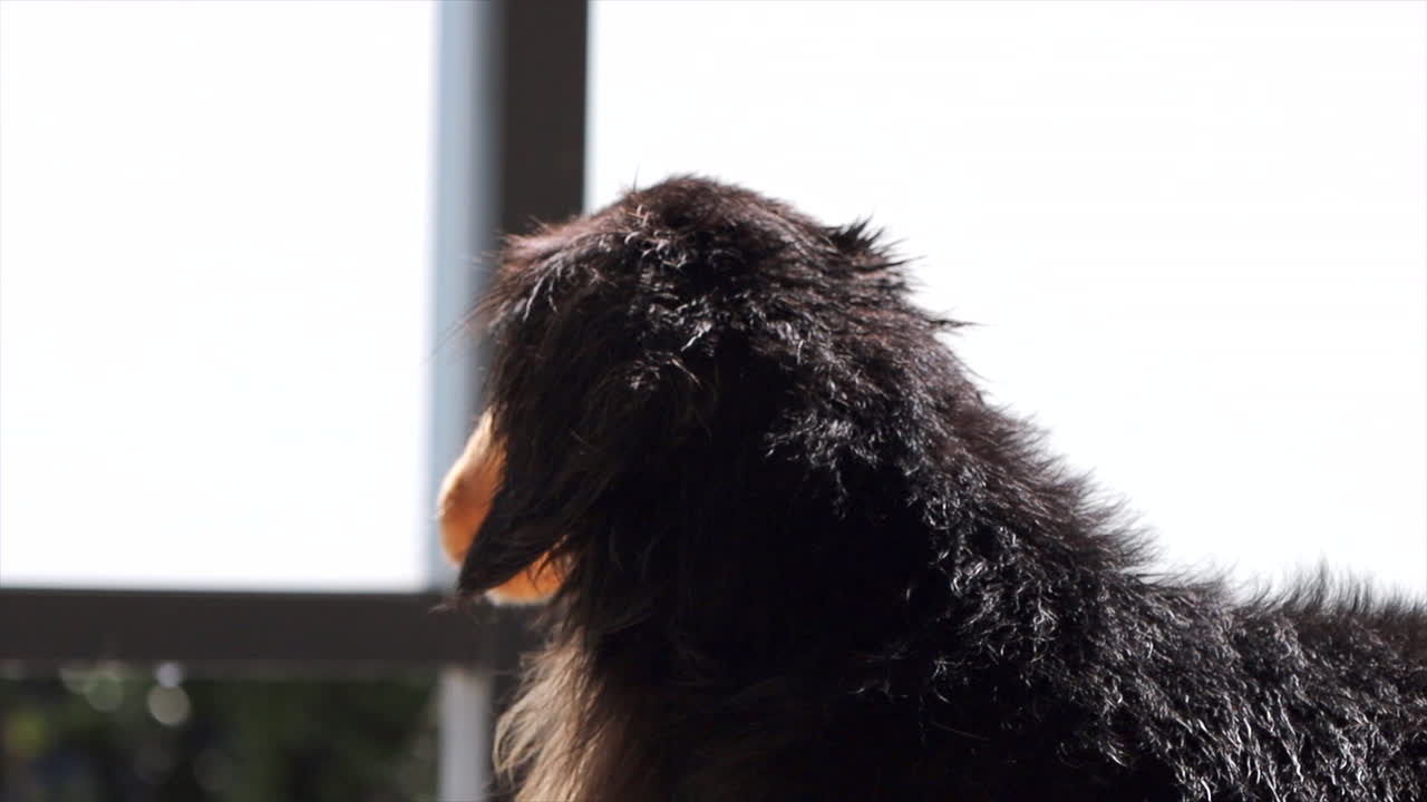 발코니 밖에 앉아 있는 소시지 개