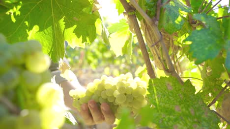 grapes grown for wine production.