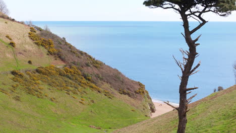 Solitary-tree-on-slope-of-vale-leading-down-toward-beach-on-Devon-coast,-aerial