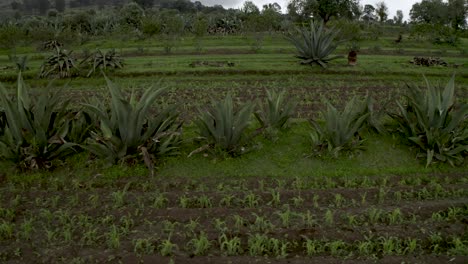 agave plants growing on green agricultural farm in, nanacamilpa, tlaxcala, mexico, aerial