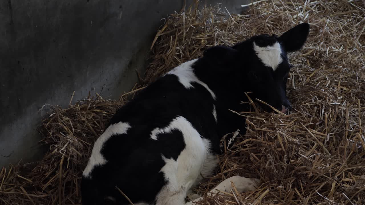 un ternero de una semana de edad acostado en paja en un granero