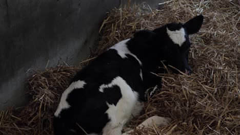 one week old calf lying on straw in a barn