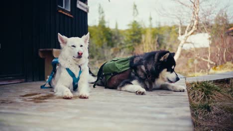 two dogs outfitted with hiking packs rest beside a rustic cabin near reinsjøen in åfjord, trøndelag, norway - close up