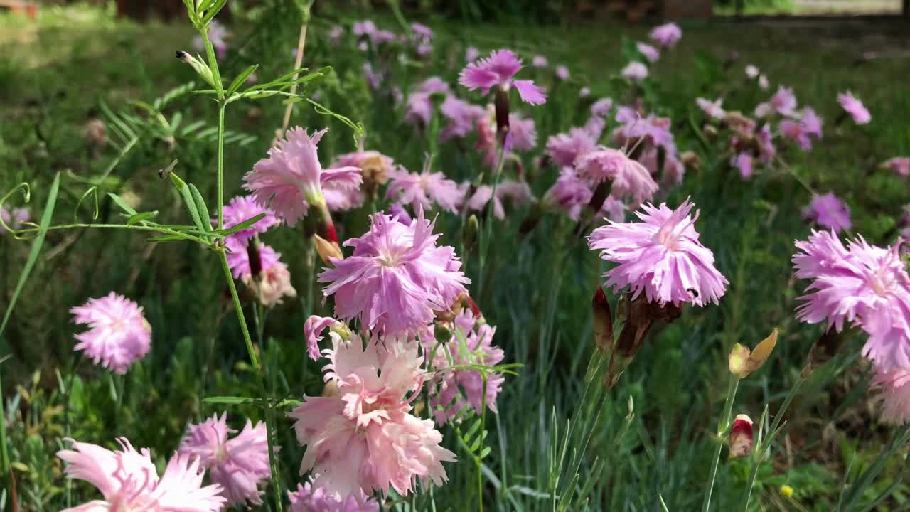 Soft Breezy Pink Dianthus Plumarius Flowers Moving Gently