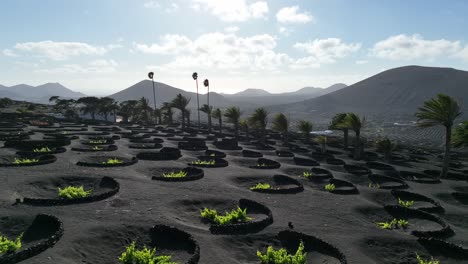 特別的葡萄園在lanzarote火山地區