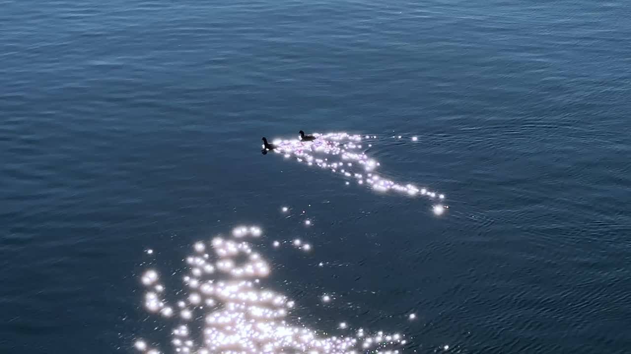 도쿄에서 빛 아래 반이는 물 위에 떠다니는 두 오리들의 조용한 장면