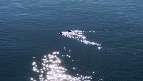 una escena tranquila de dos patos flotando en agua brillante bajo la luz del sol en tokio