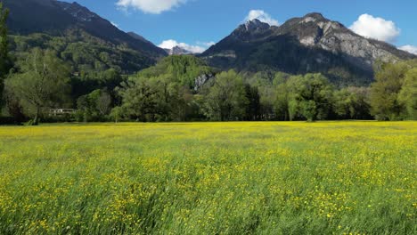 Leuchtend-Gelbe-Wildblumen,-Die-Sich-Im-Wind-Auf-Der-Schweizer-Wiese-Wiegen