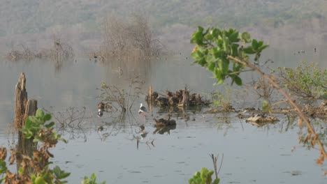 Lonar-Lake-ecosystem-and-migratory-birds,-Maharashtra,-India