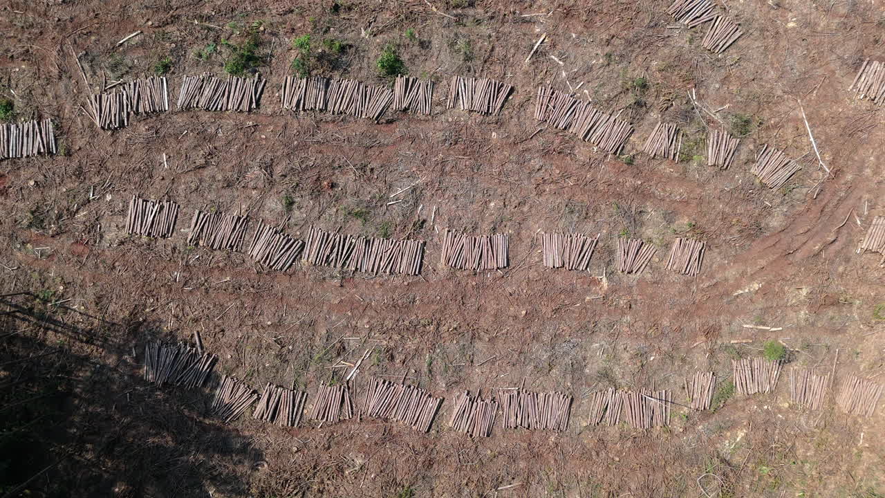 Multiple rows of cut wood, top down view of lumber laying in the sun, logging, deforestation, above, truck shot with copy space