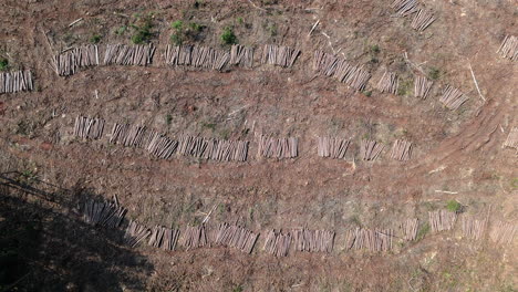 multiple rows of cut wood, top down view of lumber laying in the sun, logging, deforestation, above, truck shot with copy space