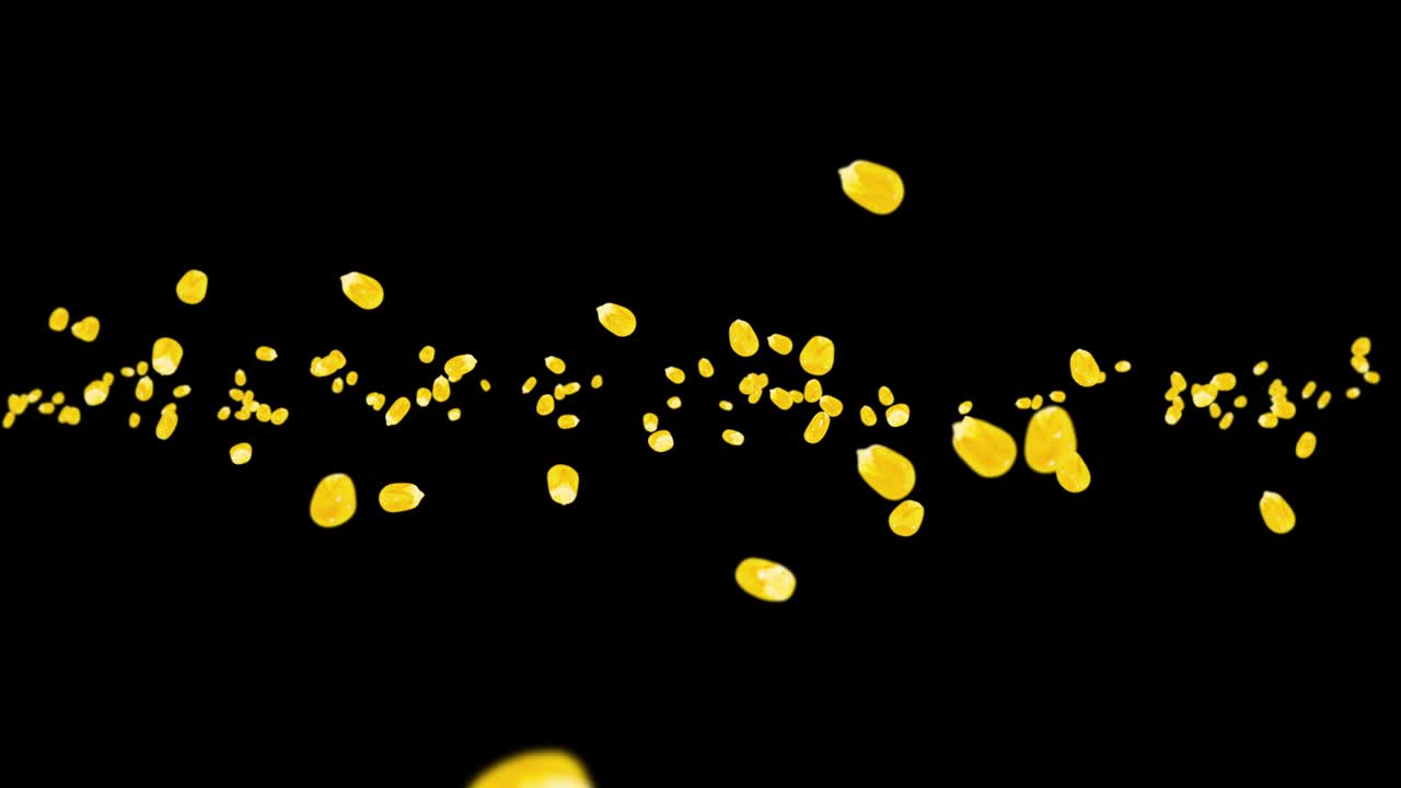 검은색 바탕에 많은 옥수수 어리를 날려. 노란색 달한 옥수스 씨. 채식주의자. 건강한 음식. 옥수수가 회전하는 3d 루프 애니메이션.