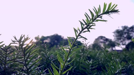 Ornamental-evergreen-shrub-green-needles-swaying-in-afternoon,-close-up