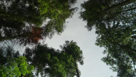 green forest in the morning with moss