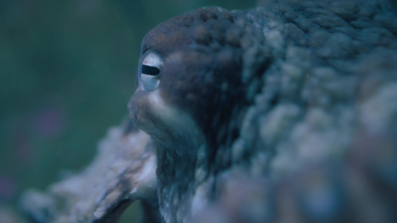 Close up of a Giant Pacific Octopus eye. Slow motion
