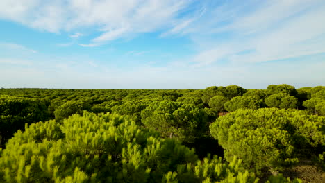 Bosque-De-Pinos-De-Piedra-Verde-En-El-Horizonte-Durante-La-Puesta-De-Sol-De-Verano-En-El-Rompido,-España