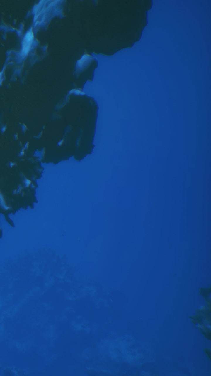 Vibrant underwater scenery showcases marine life in a serene ocean