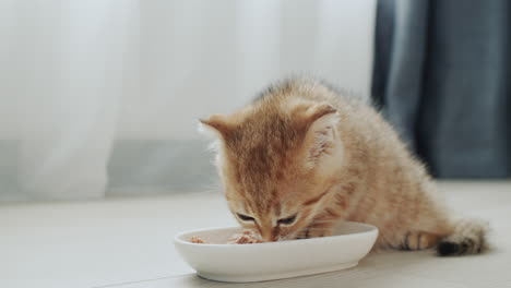 Un-Gatito-Pelirrojo-Está-Desayunando-Junto-A-La-Ventana,-La-Luz-De-La-Mañana-Ilumina-Maravillosamente-Su-Pelaje