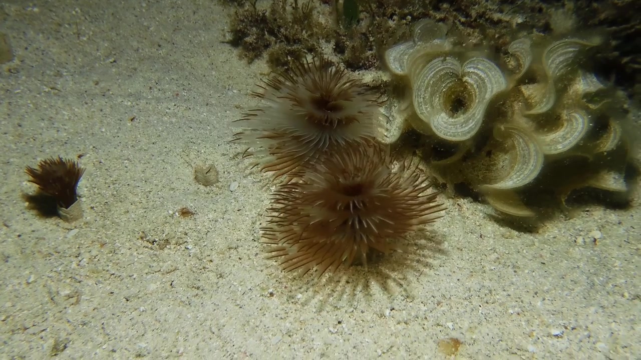 Vermi albero di Natale che si aprono e si chiudono sul fondale sabbioso dell'oceano a Mauritius.